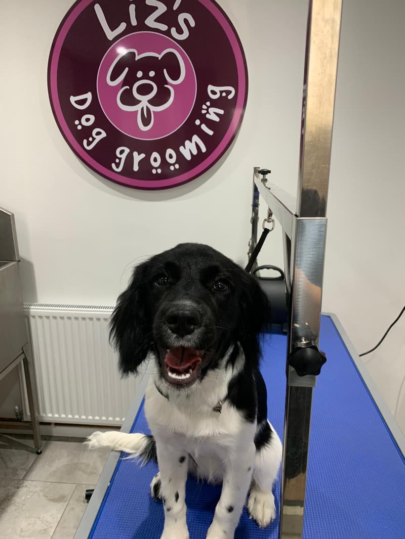 A freshly groomed black-and-white spaniel sitting on the blue grooming table inside Liz's Dog Grooming, the pink circular salon sign on the wall behind
