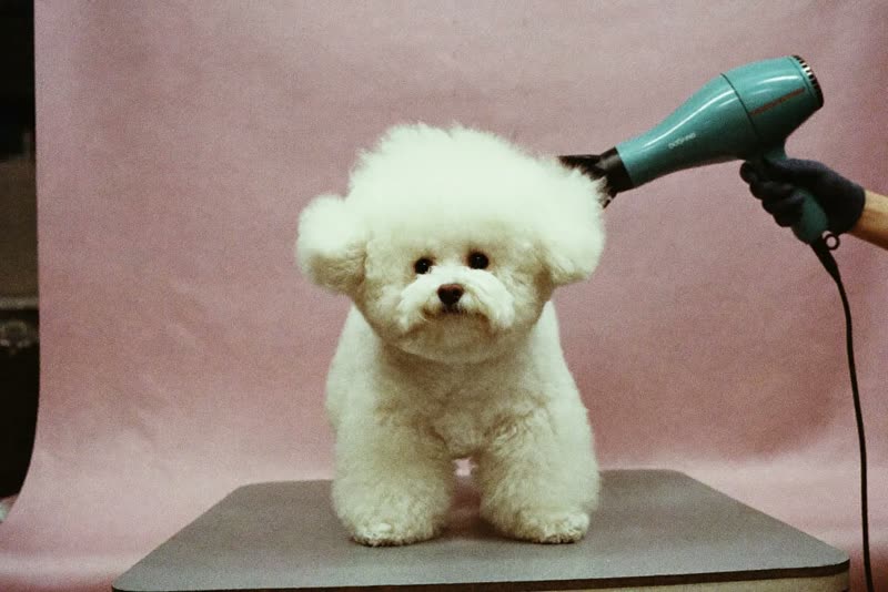 A bichon frise being blow-dried on the grooming table