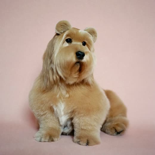 A cockapoo with a neat, fluffy full groom