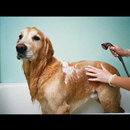 A golden retriever mid-bath, coat lathered with shampoo
