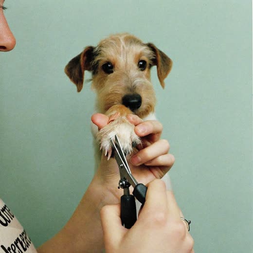 A terrier's paw held steady for a nail trim