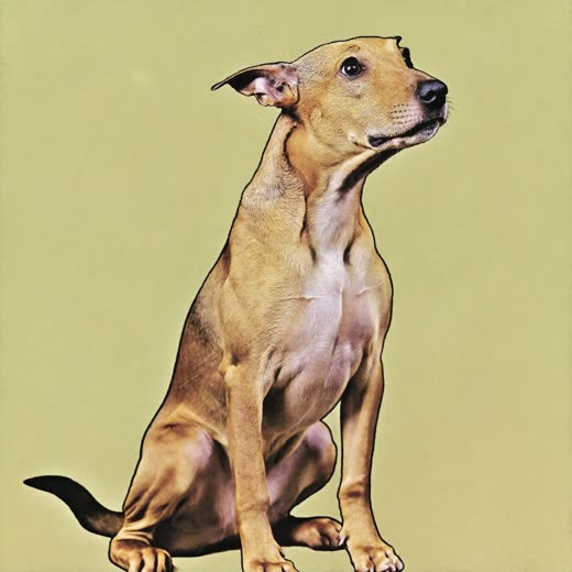 A border terrier with a tidy hand-stripped coat