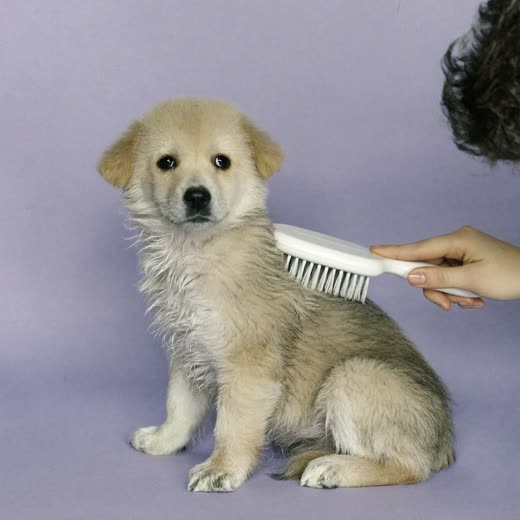 A puppy being gently brushed during a first groom